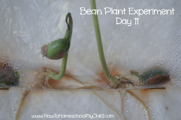 Bean Plant Experiment for Kids Day 11