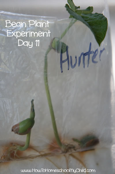 Bean Plant Experiment for Kids Day 11
