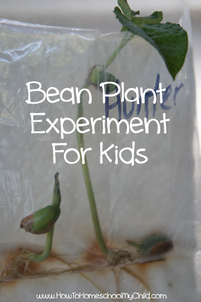 Bean Plant Experiment for Kids - Gardening With Kids {Weekend Links} from HowToHomeschoolMyChild.com