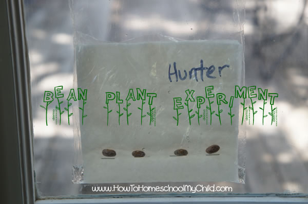 Bean Plant Experiment for Kids