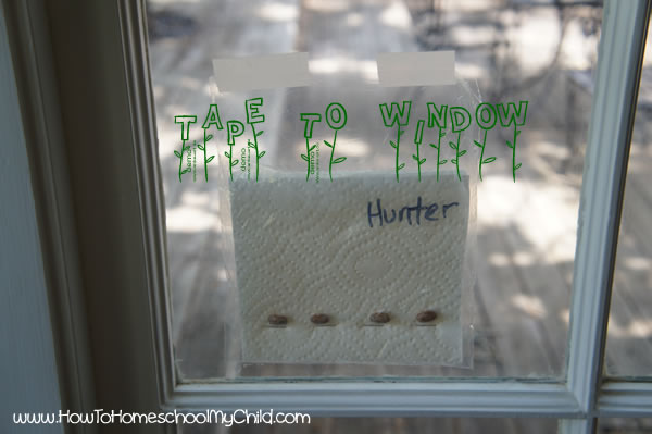 Bean Plant Experiment for Kids - Tape