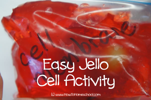 Summer Fun - How to Make a 3D Cell Model with Jello - How To Homeschool My  Child