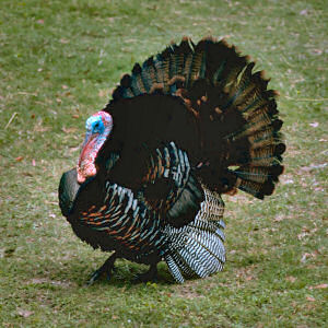 thanksgiving facts - 30 days of thanks - wild_turkey
