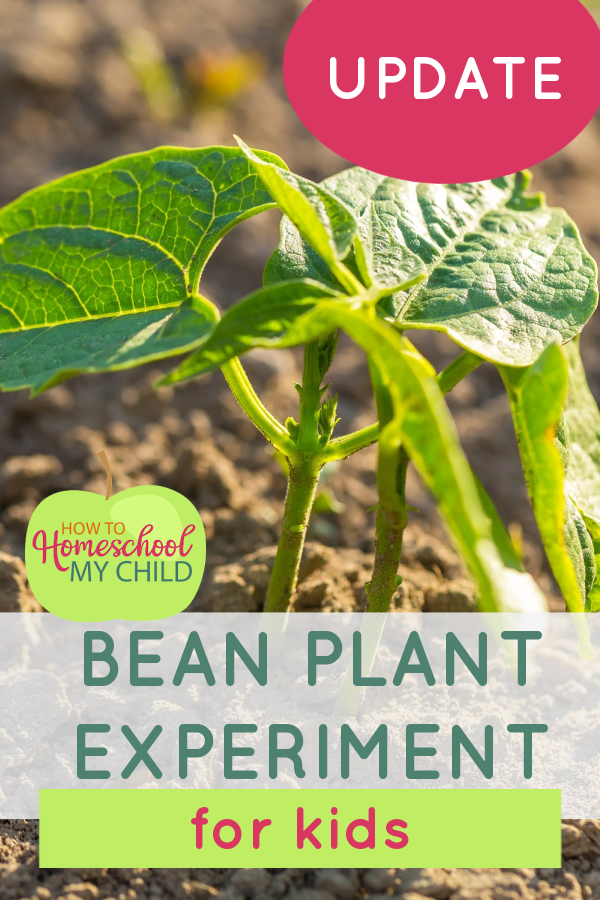bean plant experiment for kids