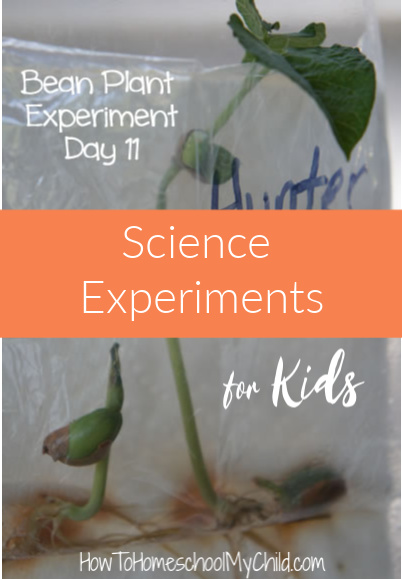 Science experiments for kids - bean plant experiment