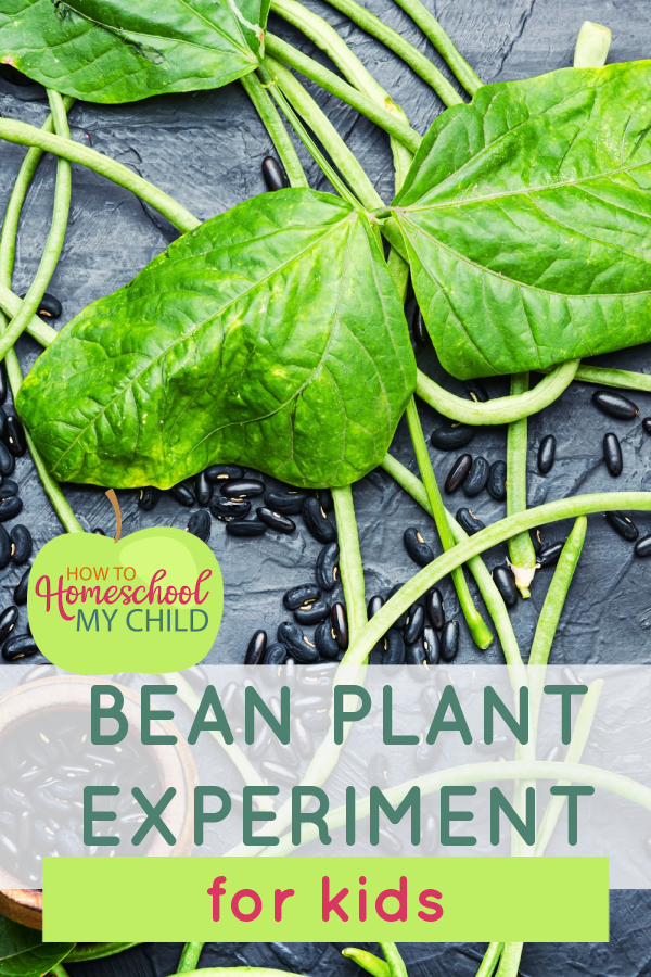 bean-plant-experiment-for-kids