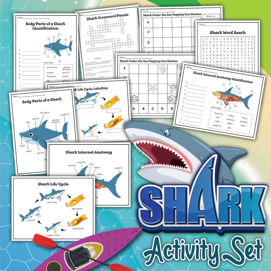 Shark Activity Set