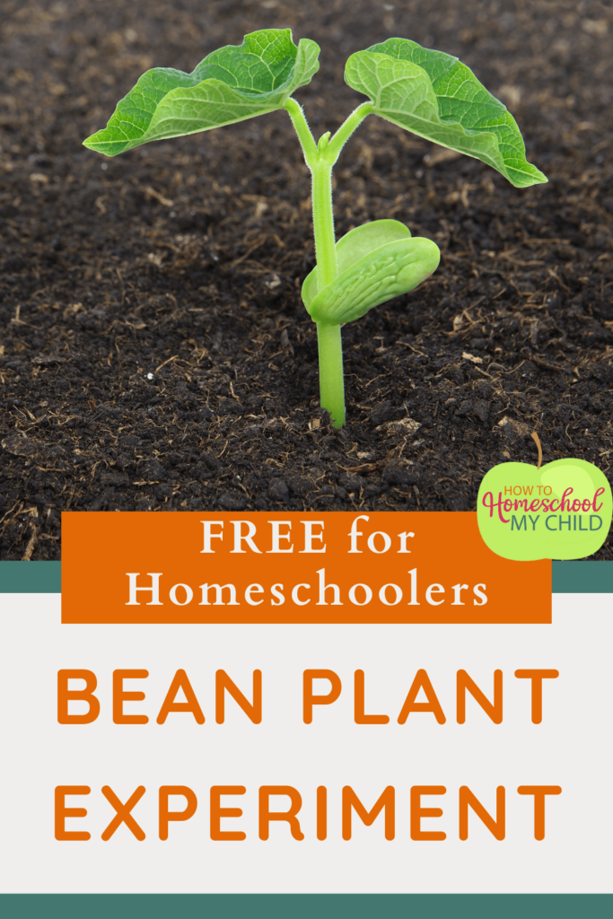 bean plant experiment for kids